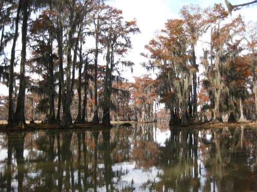 A serene swamp scene with cypress trees draped in Spanish moss, reflecting in calm water under a cloudy sky.