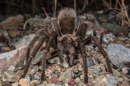 A close-up of a large, hairy spider on rocky ground, showcasing its detailed legs and body.