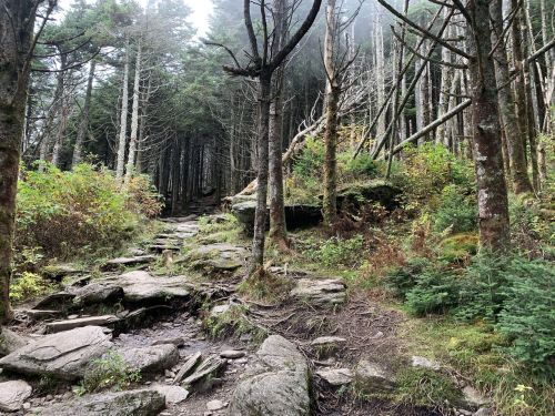 A rocky trail winds through a dense forest with tall trees and mist, creating a serene, natural atmosphere.