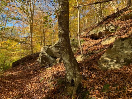 A forest scene with colorful autumn leaves, rocky terrain, and a tree on a hillside under a clear blue sky.