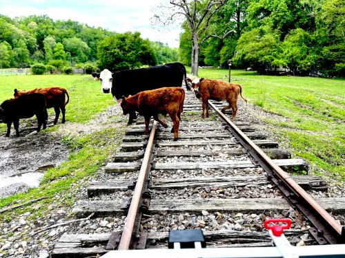 Cows walking along a railway track in a green, rural landscape with trees in the background.