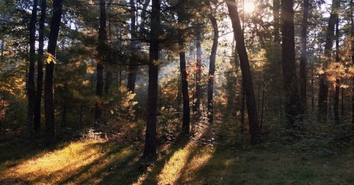 Sunlight filters through trees in a serene forest, casting long shadows on the ground and illuminating the foliage.