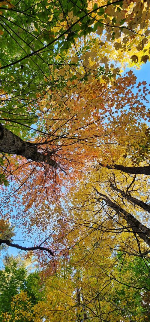 See Beautiful MA Fall Foliage At Leominster State Forest