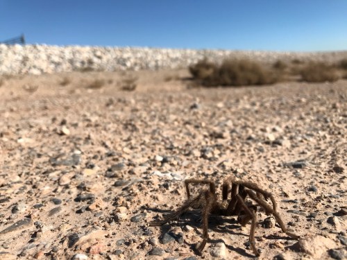 A close-up of a spider on a rocky desert ground with a clear blue sky in the background.