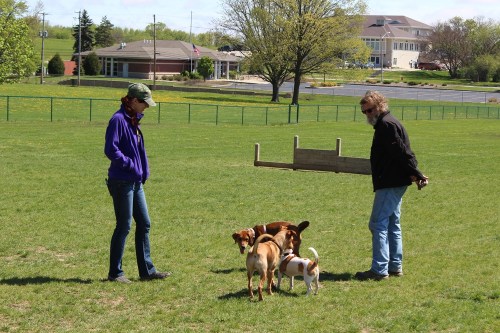 Two people interact with several dogs in a grassy park, with a building visible in the background.