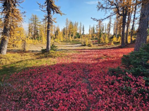 A vibrant landscape featuring red foliage and golden trees under a clear blue sky.