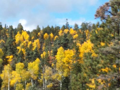 A vibrant forest of yellow and green trees under a partly cloudy sky, showcasing autumn colors.