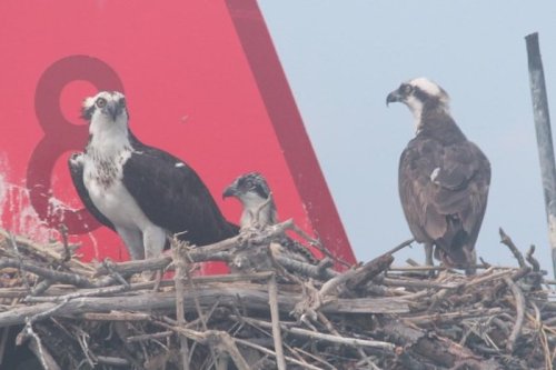 Three ospreys perched on a nest, with a red buoy marked "8" in the background.