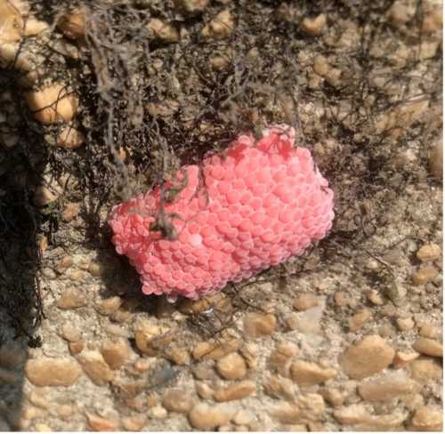 Close-up of pink, round eggs attached to a textured surface, surrounded by dark, fibrous material.