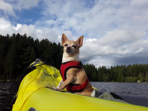 A small dog in a red harness sits on a yellow kayak, surrounded by trees and a cloudy sky.