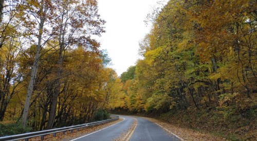 A winding road surrounded by trees with vibrant autumn foliage in shades of yellow and orange.