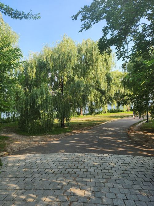 A serene park scene with lush green trees and a paved path leading towards a body of water in the distance.