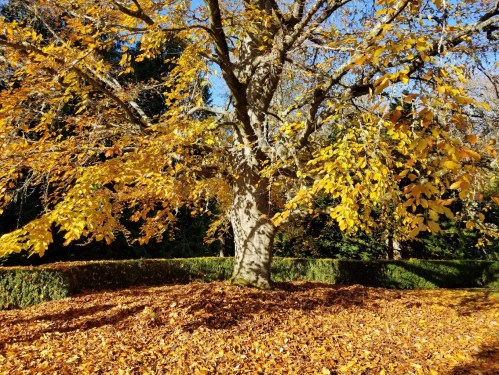 A large tree with vibrant yellow leaves stands over a carpet of fallen leaves in a sunny autumn landscape.
