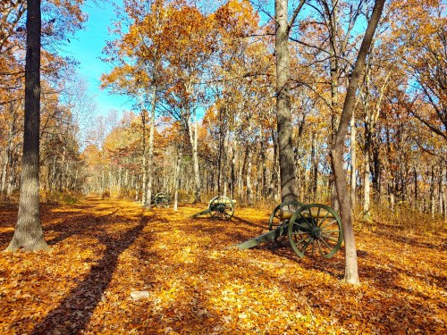 A forest path covered in autumn leaves, featuring historical cannons among the trees under a clear blue sky.