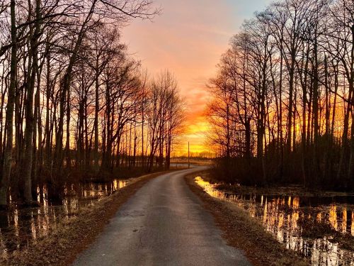 A winding road through bare trees at sunset, reflecting vibrant colors in nearby water.