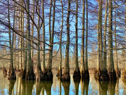 A serene swamp scene with tall trees rising from calm water, reflecting the blue sky and surrounding landscape.