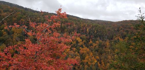 Vibrant autumn foliage with red and orange leaves on trees, set against a cloudy sky and rolling hills.