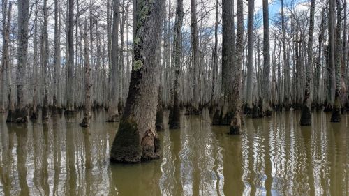 A serene swamp scene with tall trees rising from murky water, reflecting the sky and surrounded by hanging moss.