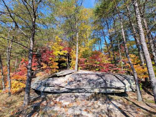 A large rock surrounded by vibrant autumn foliage and tall trees under a clear blue sky.