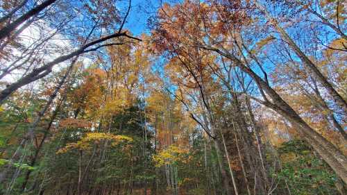 A vibrant forest scene with tall trees displaying autumn foliage against a clear blue sky.