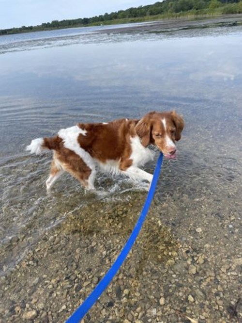 A brown and white dog wades through shallow water on a leash, with greenery in the background.