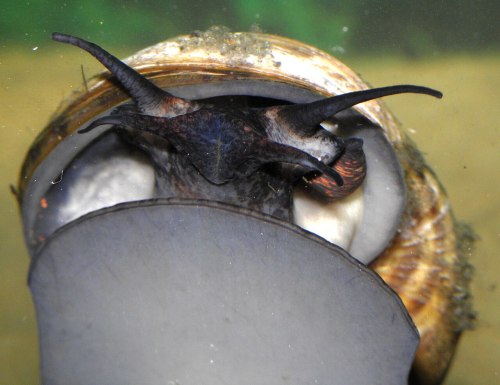 Close-up of a snail's head, showcasing its tentacles and shell in a watery environment.