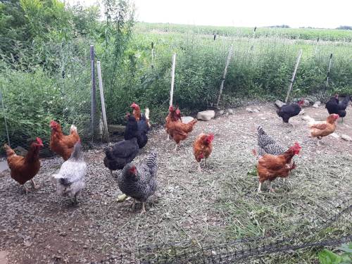 A flock of chickens in various colors forages in a grassy area near a fence, with fields in the background.
