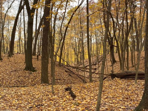A serene forest scene with trees and a carpet of fallen autumn leaves in shades of yellow and brown.