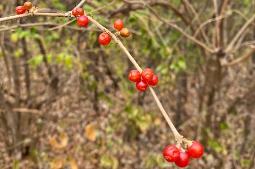 A close-up of a branch with clusters of bright red berries against a blurred natural background.
