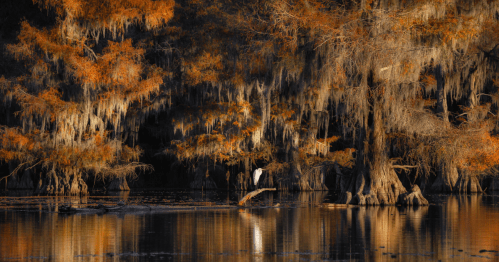 Cypress trees in the fall are reflected on the bayou. A lone egret stands on a cypress knee.