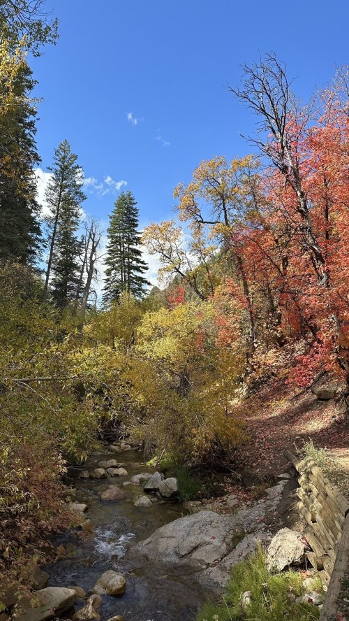 A serene creek surrounded by vibrant autumn foliage and tall trees under a clear blue sky.