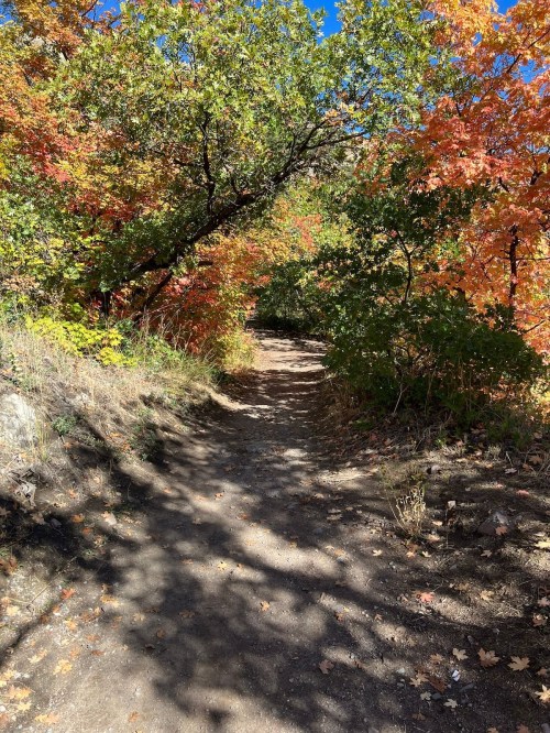 A winding dirt path surrounded by vibrant autumn foliage in shades of green, orange, and yellow.