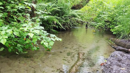 A serene stream surrounded by lush green foliage and ferns, with clear water reflecting the natural landscape.