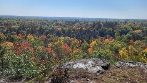 A scenic view of a colorful forest in autumn, with vibrant red, orange, and yellow leaves under a clear blue sky.