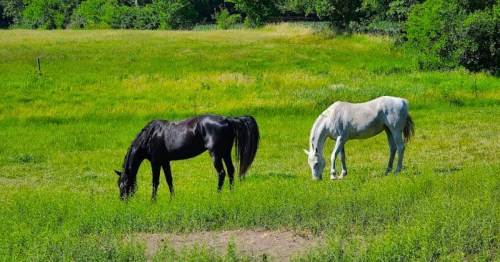 Two horses, one black and one white, graze peacefully in a lush green field surrounded by trees.