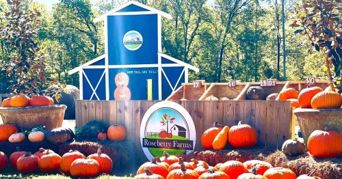 A colorful farm scene with pumpkins in front of a blue barn and a sign for Roseberry Farms.