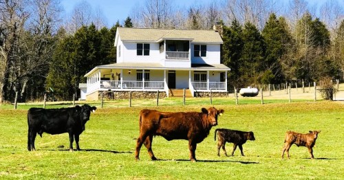 A farmhouse surrounded by green fields, with four cows grazing in front of it. Trees line the background.