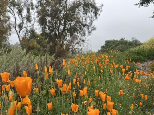 A field of vibrant orange poppies blooms amidst green foliage on a foggy day.