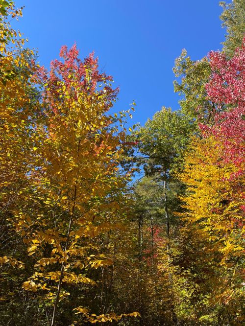 Vibrant autumn foliage with red, orange, and yellow leaves against a clear blue sky.