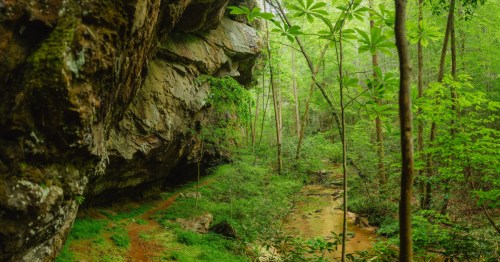 A forest trail in Kentucky surrounded by vibrant green trees and large rock formations.