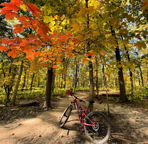 A red mountain bike rests on a sandy path surrounded by trees with vibrant autumn leaves.