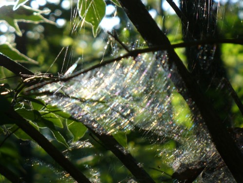 A close-up of a spider web glistening with dew, surrounded by green leaves and dappled sunlight.