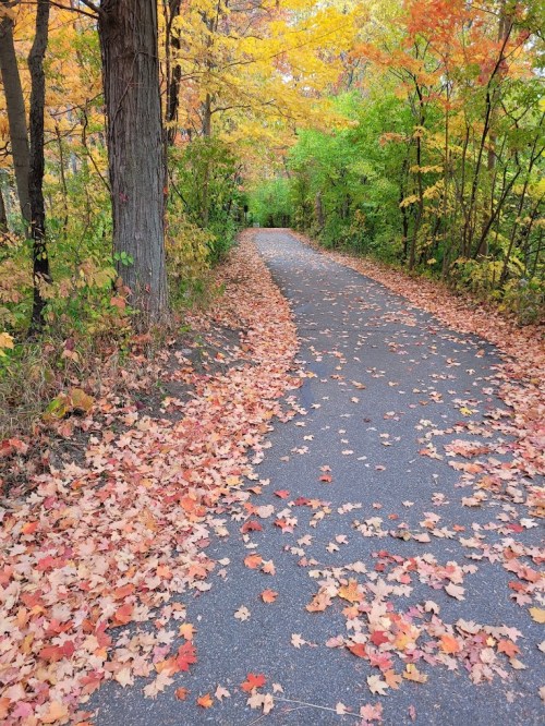A winding path through a forest, lined with colorful autumn leaves in shades of orange, yellow, and red.