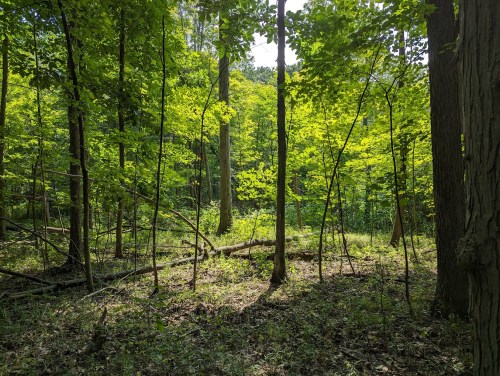 Lush green forest with sunlight filtering through the trees, creating a serene and vibrant natural scene.