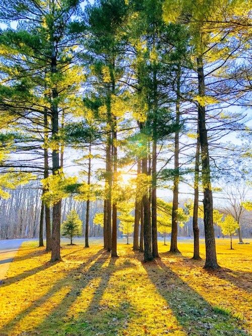 Sunlight filters through tall pine trees, casting long shadows on a golden carpet of fallen leaves.