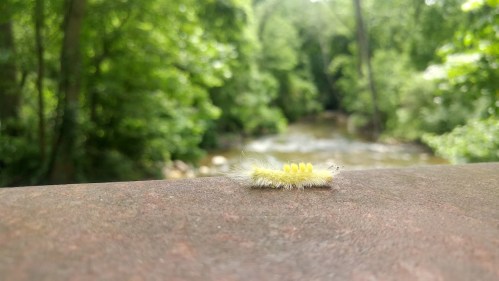 A bright yellow caterpillar rests on a railing, with a lush green forest and a stream in the background.
