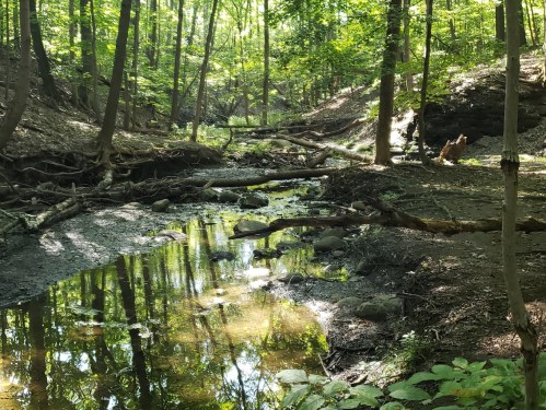 A serene forest scene with a shallow creek, fallen logs, and sunlight filtering through lush green trees.