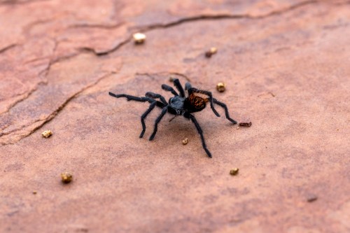 A close-up of a black spider with a reddish-brown abdomen on a rocky surface, surrounded by small golden particles.