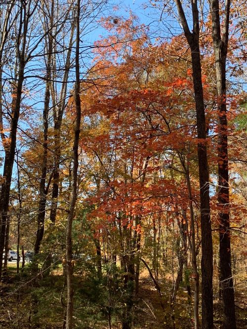 Colorful autumn foliage with orange and red leaves among tall trees against a clear blue sky.