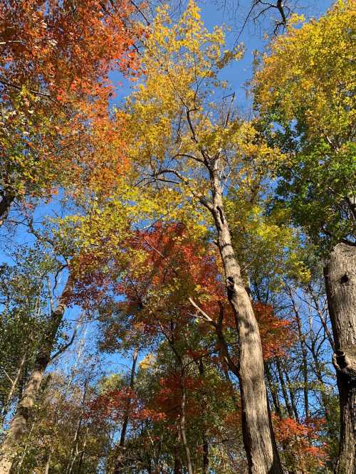 Colorful autumn leaves in shades of red, yellow, and green against a clear blue sky. Trees tower above.